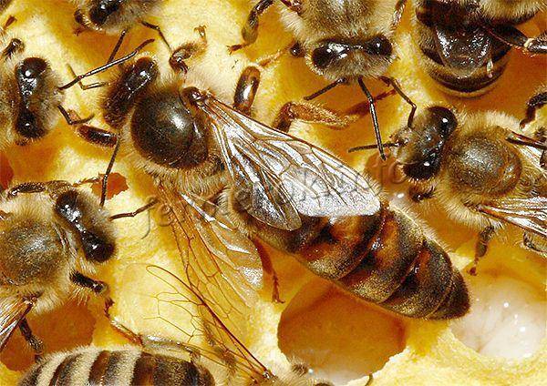 Рабочие пчелы как основа деятельности улья