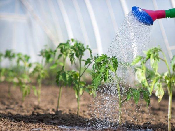 Можно ли поливать рассаду помидоров марганцовкой, как подкармливать, опрыскивавать