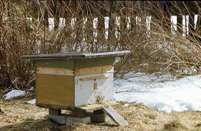 Уход за пчелами. простые советы начинающим пасечникам.