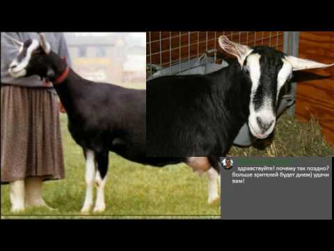 Козы камори (11 фото): описание породы пакистанских коз, содержание их в россии и других странах. показатели молока