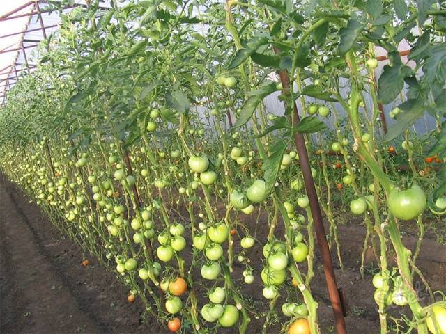 Лучшие сорта томатов сибирский сад