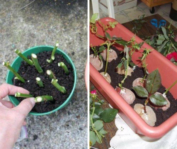 Как размножать розы в домашних условиях: размножение черенками