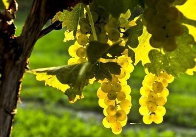 Шардоне — вино из бургундии, описание напитка и винограда