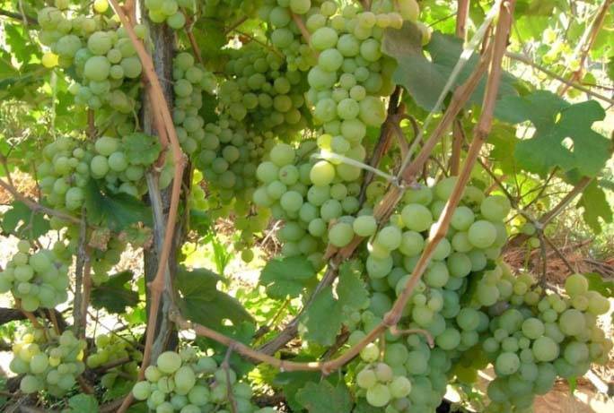 Описание сорта винограда «кеша»