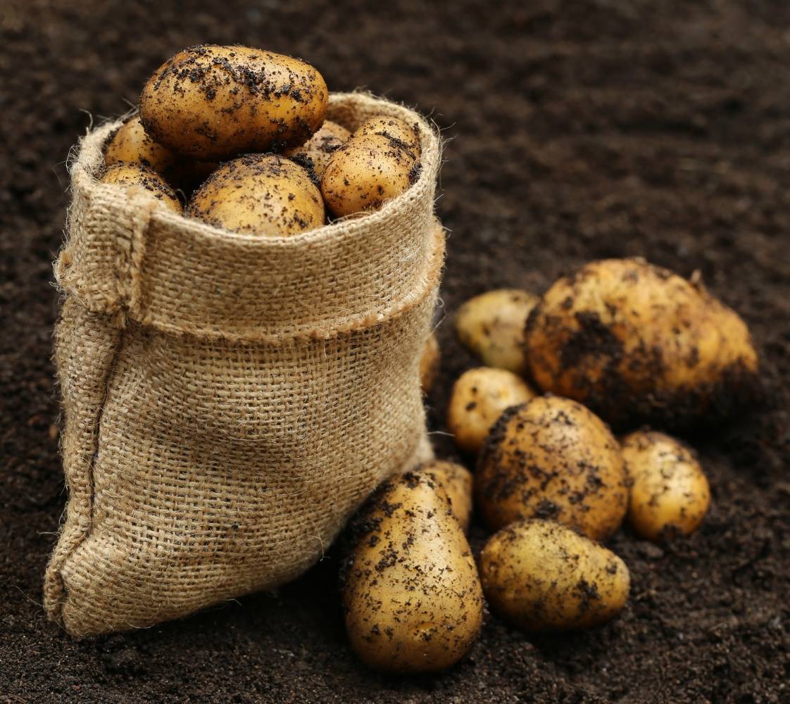 Как сажать картофель глазками, можно ли сажать без ростков - советы