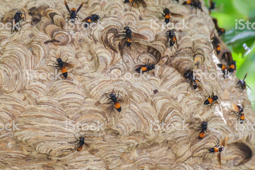 Расширение гнезд - начинающему пчеловоду