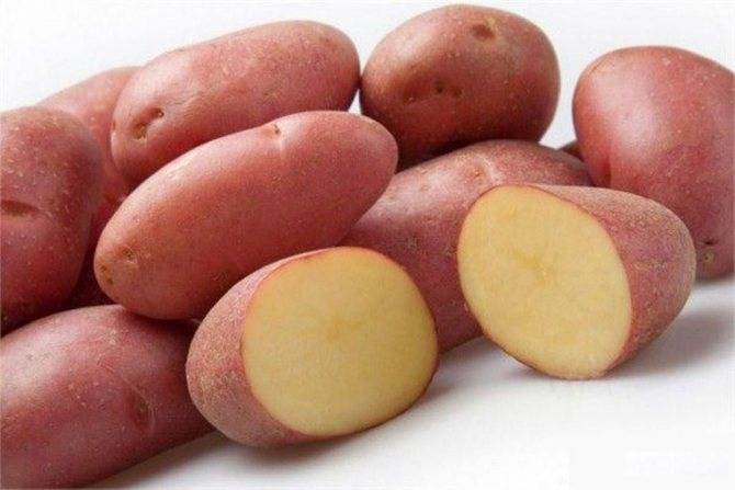 Картофель леди клер: характеристика сорта, отзывы