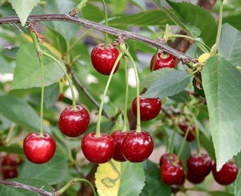 Вишня харитоновская — урожайная и крупноплодная