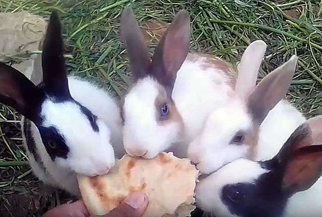 Хлеб в рационе кроликов