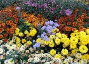 Растения осенних цветников (100 фото): названия цветов и злаков, какие из них часто встречаются, как оформить клумбу хризантемами