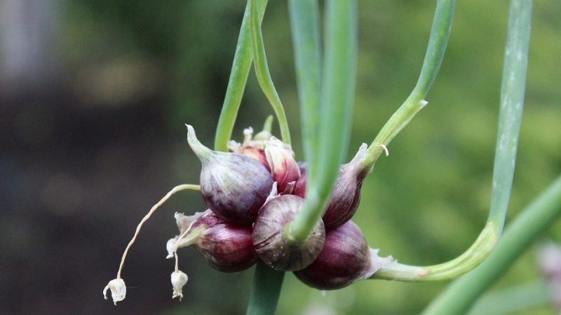 Лук многоярусный: описание вида и 6 шагов выращивания