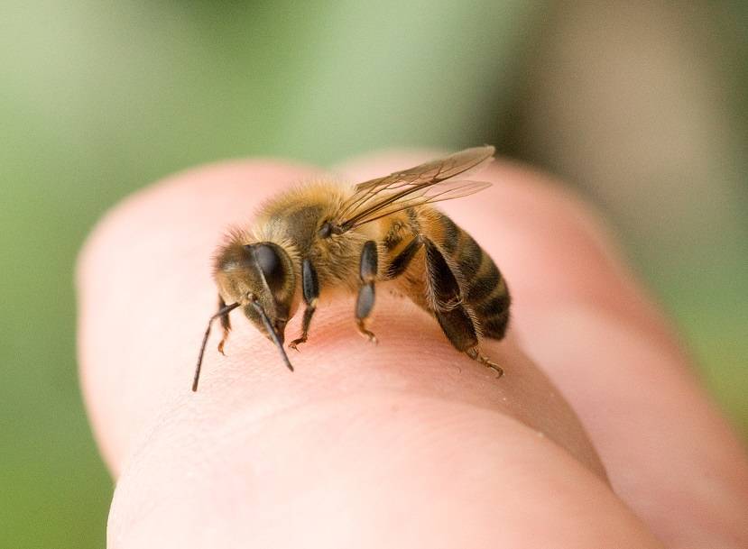 Как можно избавиться от пчел на даче под крышей, как бороться с осами на участке