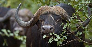 Карликовый мини буйвол описание и характеристики видов среда обитания на сулавеси аноа и кентусы разведение в неволе