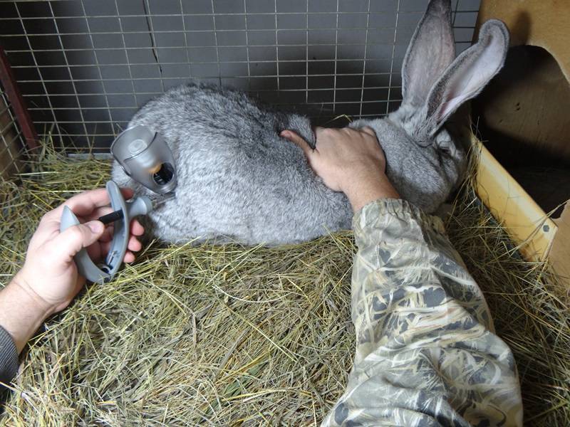 Применение вакцины раббивак v для кроликов
