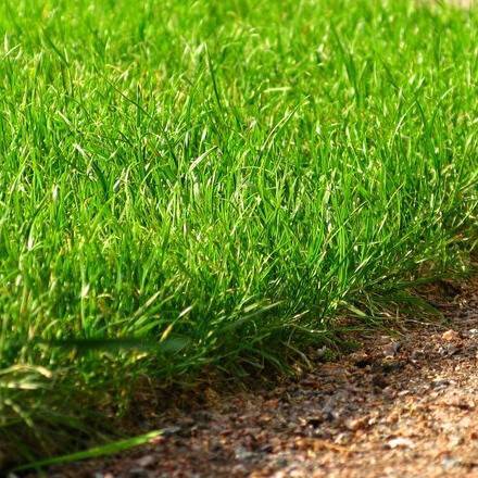 Выбираем газонную траву: обзор травосмесей и советы специалистов