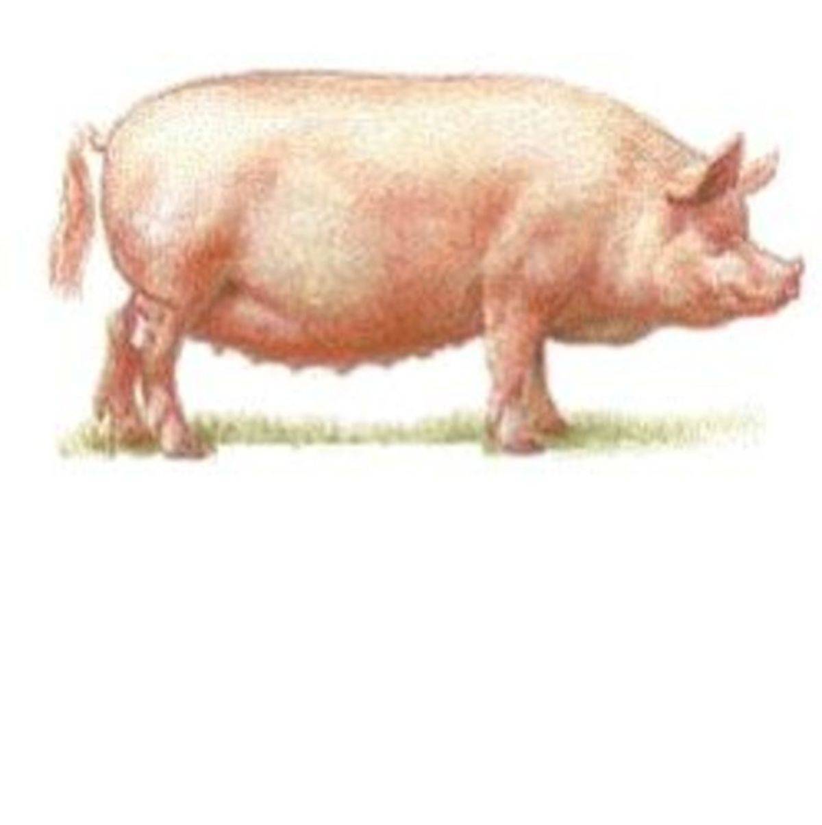 Крупная белая порода свиней - характеристика породы с фото и видео, где купить поросят | россельхоз.рф