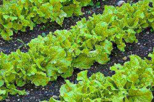 Все о выращивании салата Радичио: особенности посадки и ухода, советы садоводам