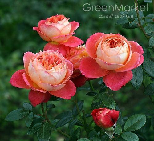 Роза queen of hearts