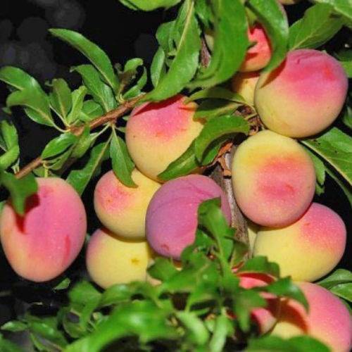 Описание сливы сорта персиковая: характеристики, фото, отзывы садоводов
