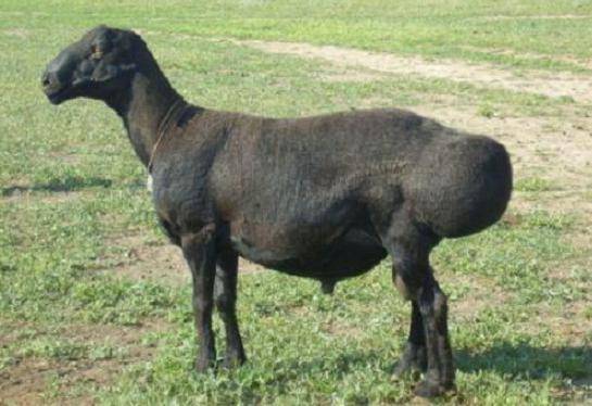 Эдильбаевская порода овец: особенности, содержание и разведение