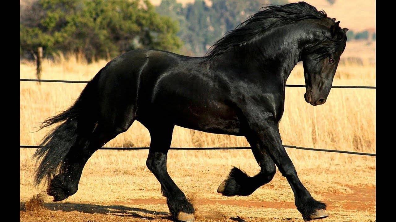 Породы лошадей с фотографиями и описанием
