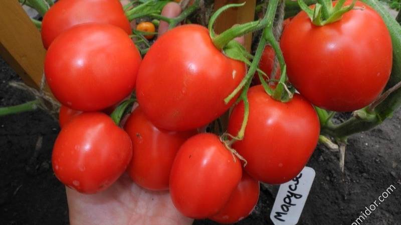Томат "маруся": характеристика и описание сорта, рекомендации по выращиванию вкусных помидоров, фото-материалы
