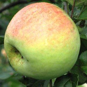 Карликовая яблоня братчуд: описание сорта и его основные характеристики, выращивание и уход, болезни и вредители