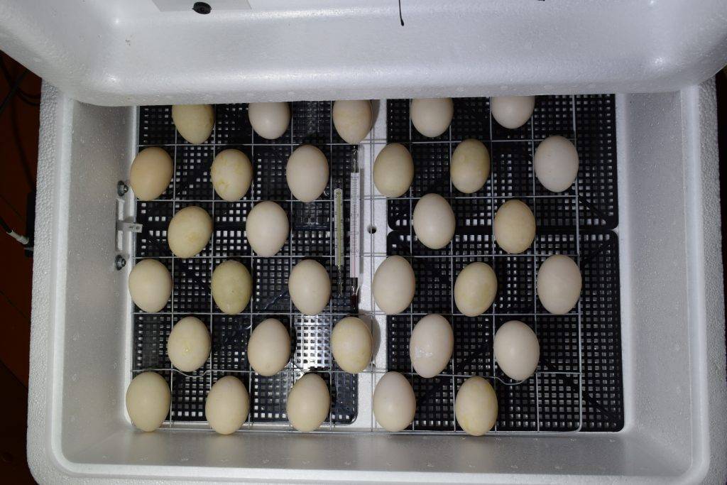 Правила инкубации для яиц мускусных уток