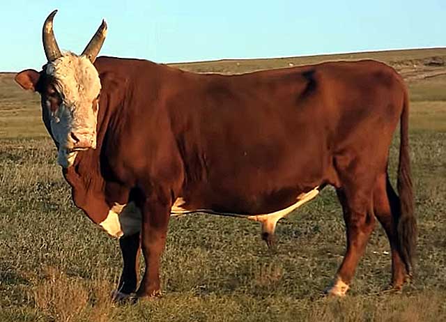 Калмыцкая порода – коровы, закаленные суровым климатом