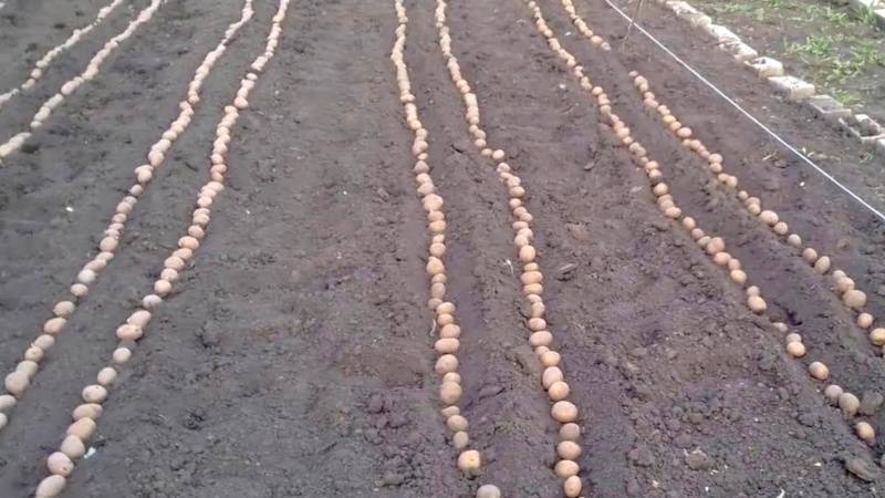 Как уменьшить расход картошки при посадке — дачные хитрости