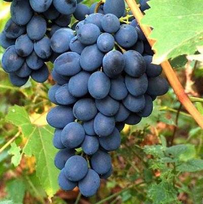 Виноград альфа характеристика сорта, описание достоинств и особенностей