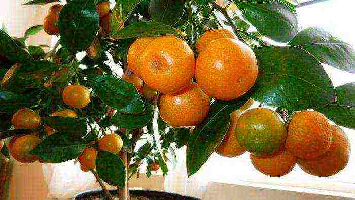 Как из косточки персика вырастить плодоносящее дерево в домашних условиях?