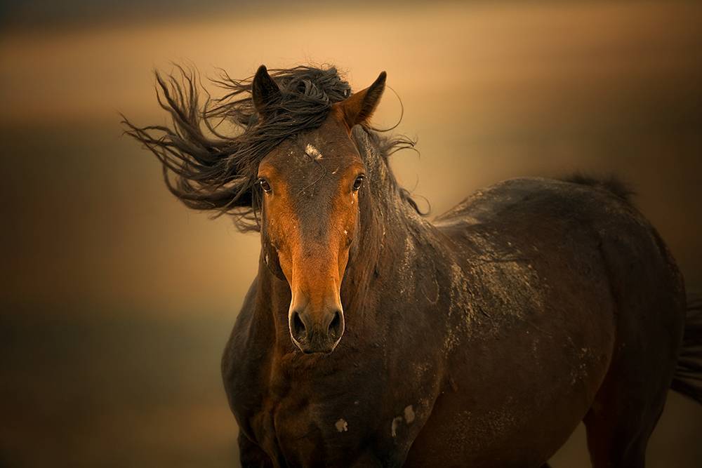 Вся информация о породе лошадей мустанг