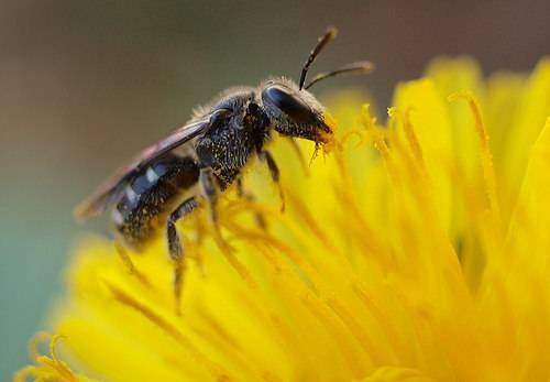 Как избавиться от пчел: на своем участке, от соседских, защита от диких, чего боятся, какие растения не любят, как отвадить