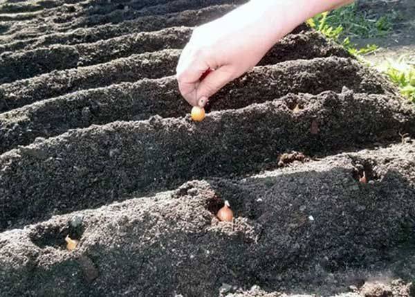 Легкий способ посадки лука-севка весной в открытый грунт