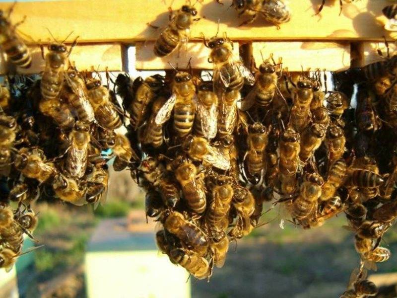 Особенности пчеловодства для начинающих, рекомендации и возможные ошибки