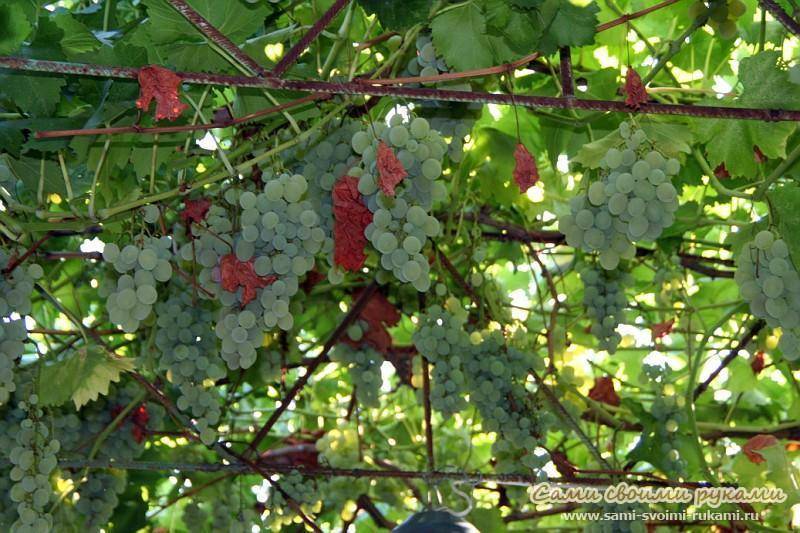 Беседка для винограда из профильной трубы