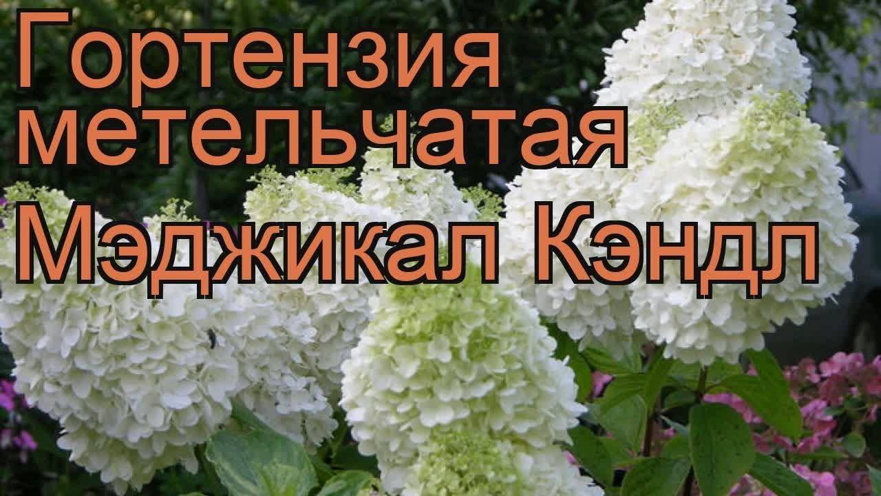 Гортензия метельчатая «кэндллайт»: описание, посадка и уход