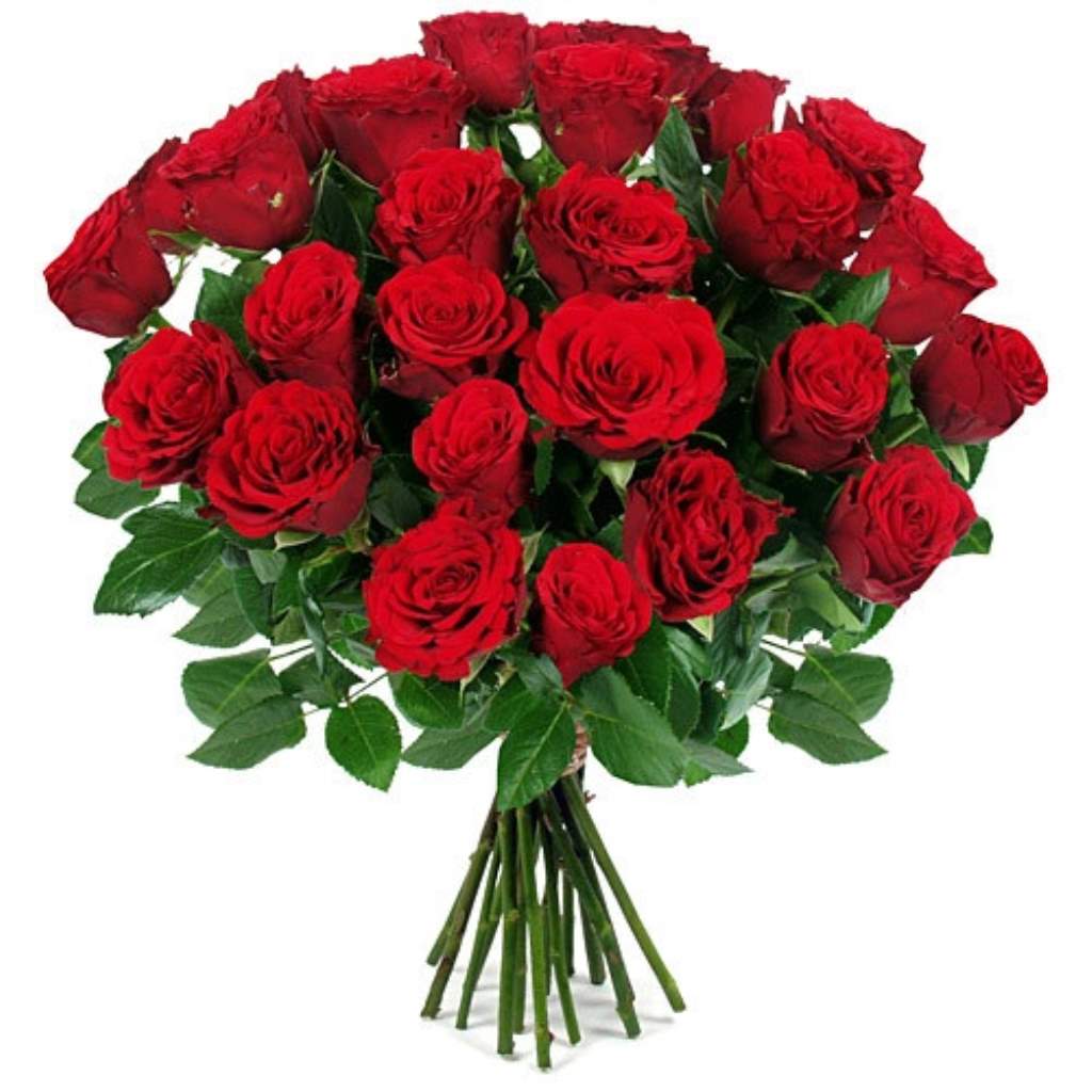 Красные розы (48 фото): лучшие сорта цветов, описание кустов с черно-красными, темно-красными и красно-белыми цветками