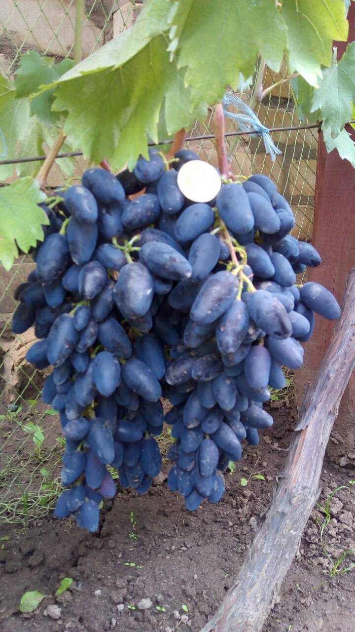 Выращивание виноградного сорта академик (памяти дженеева)