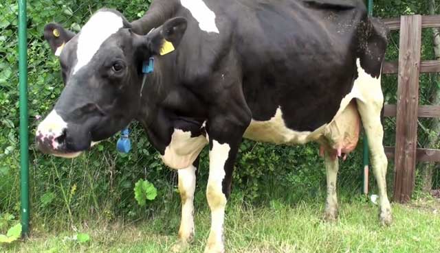 Опасность и лечение тимпании рубца или вздутия у коров