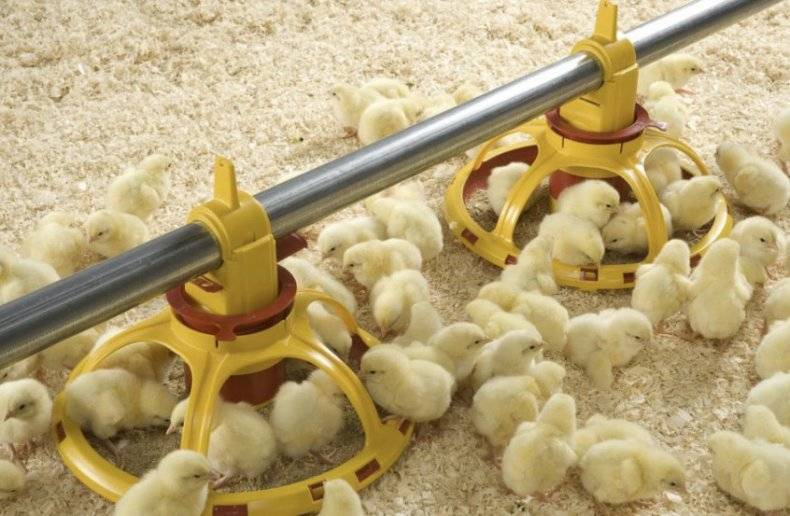 Йодинол для цыплят: инструкция по применению - общая информация - 2020