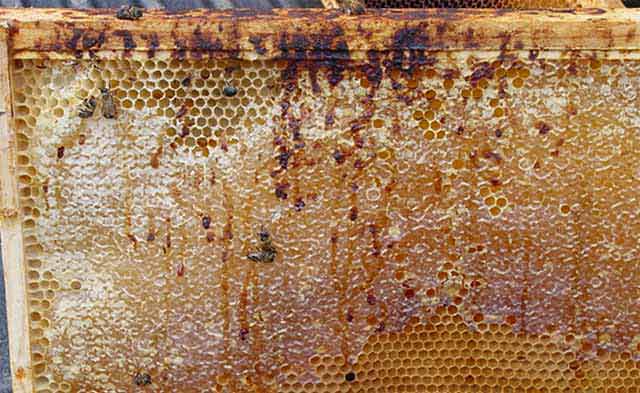 Чем лечить нозематоз у пчел