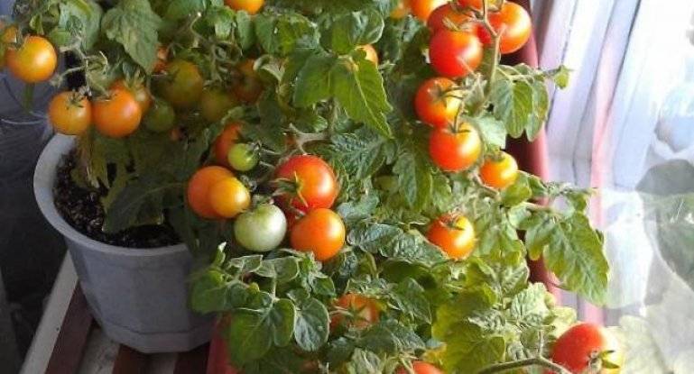 Лучшие низкорослые сорта помидоров для открытого грунта и теплиц, ранние томаты