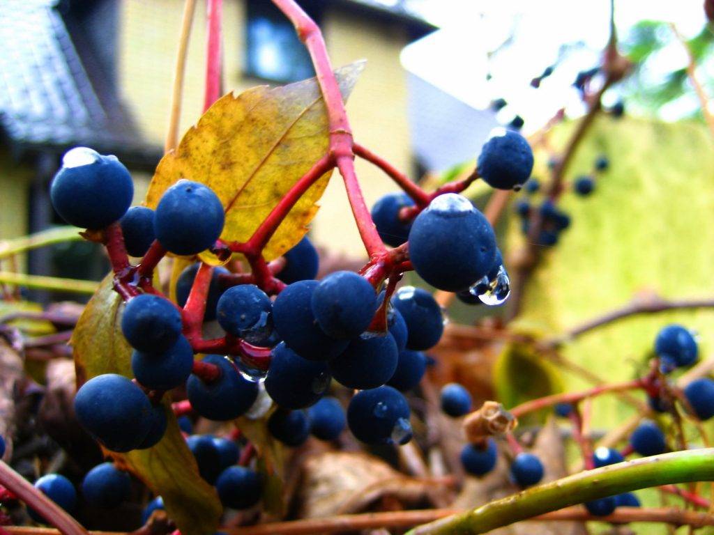 Девичий виноград: посадка и уход в саду, выращивание из семян