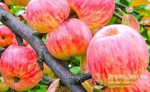 Лучшие осенние сорта яблонь для средней полосы