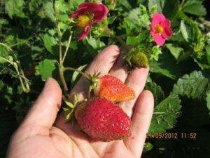 Клубника "эльсанта": описание сорта и агротехника выращивания