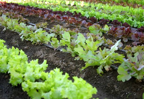 11 лучших сортов салата для открытого грунта и семена к ним - общая информация - 2020