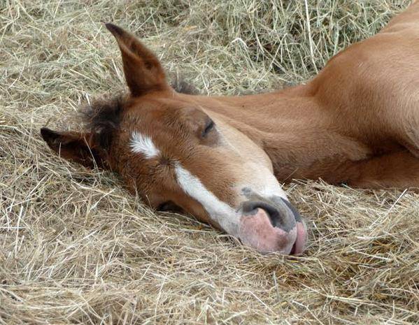 Сон лошади – спит ли конь стоя?