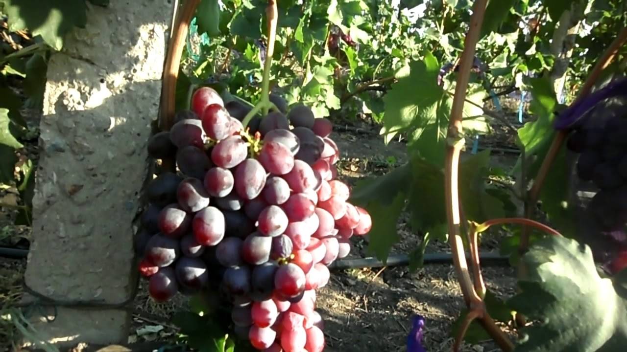 Сорта винограда низина: описание сорта, достоинства и недостатки